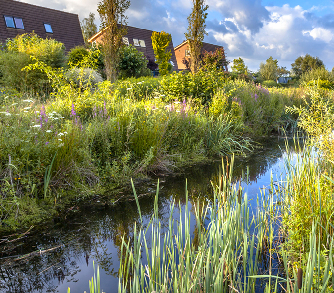 Urban Wetland